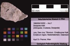 Foto (Objekt + Etiketten) von Decapoda indet. (NHMW-GEO-1990-0041-0202)